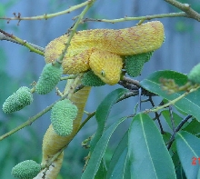 Male Atheris squamiger