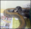 Papuan Taipan