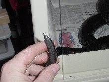 Tail end of a tree cobra