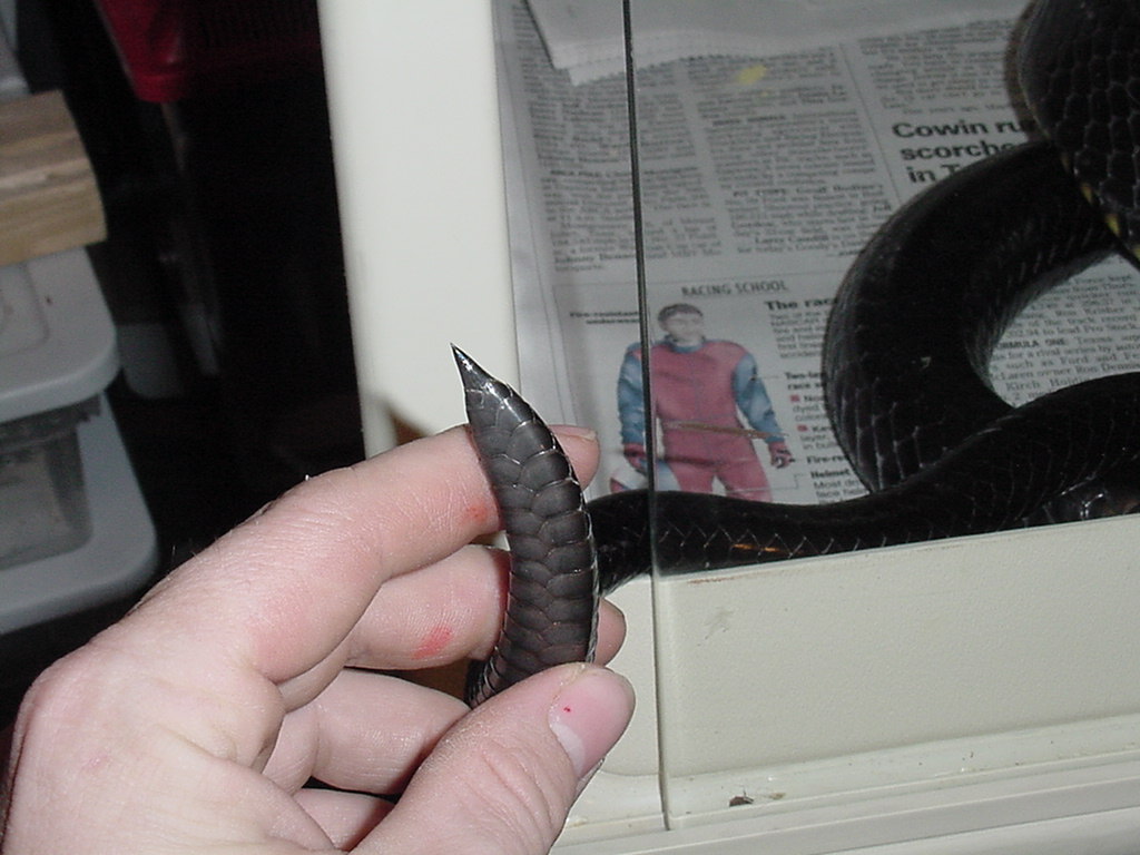 Tail end of a tree cobra