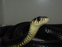 Gold's Tree Cobra