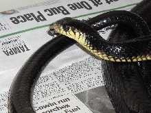 Gold's Tree Cobra