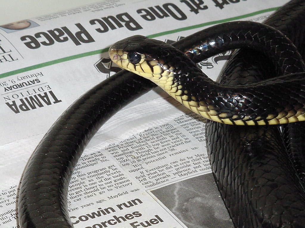 Gold's Tree Cobra