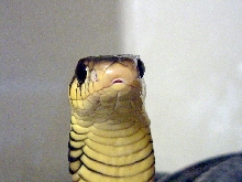 Gold's Tree Cobra