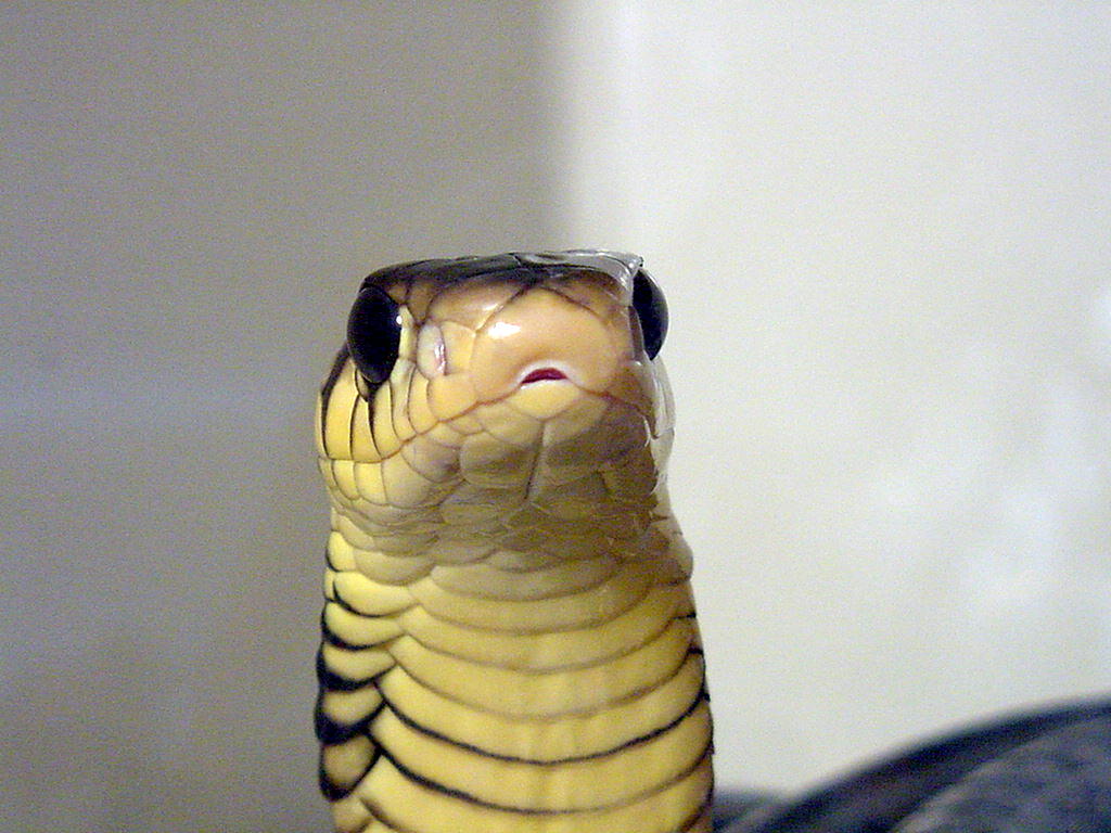 Gold's Tree Cobra