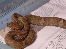 Trimeresurus fasciatus