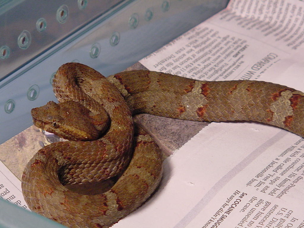 Trimeresurus fasciatus