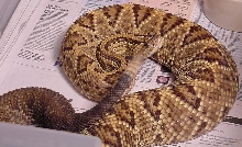 Tropical  Rattlesnake