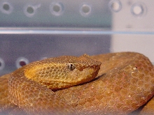 Trimeresurus fasciatus