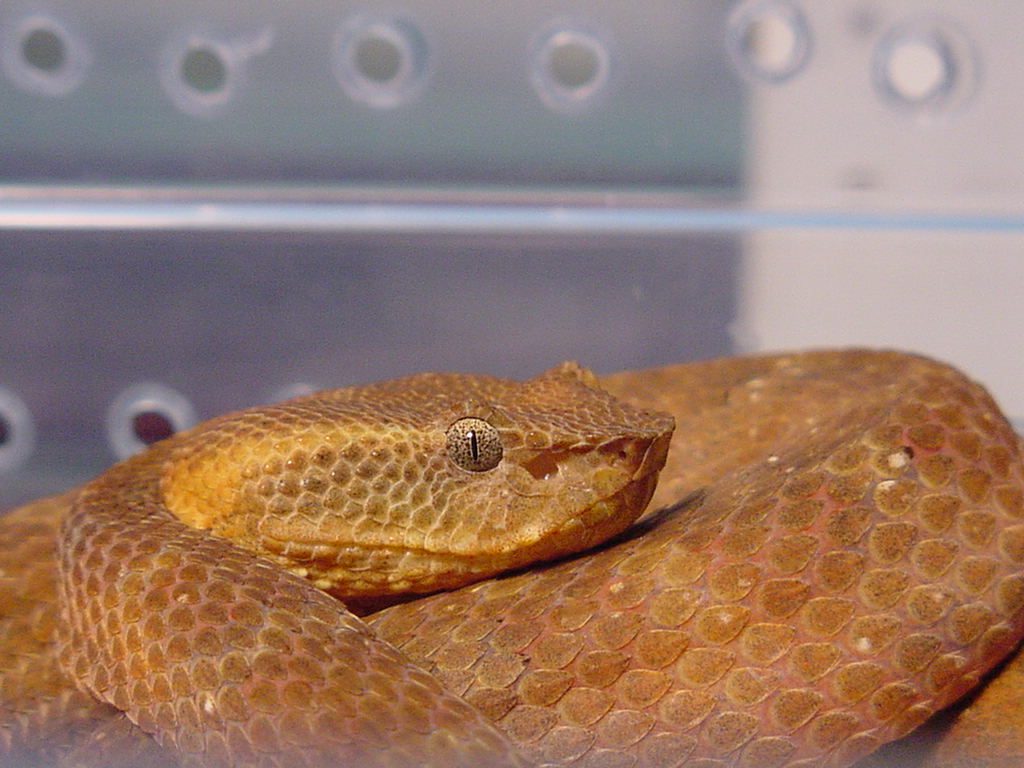 Trimeresurus fasciatus