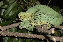 West  Afr. Bush Vipers