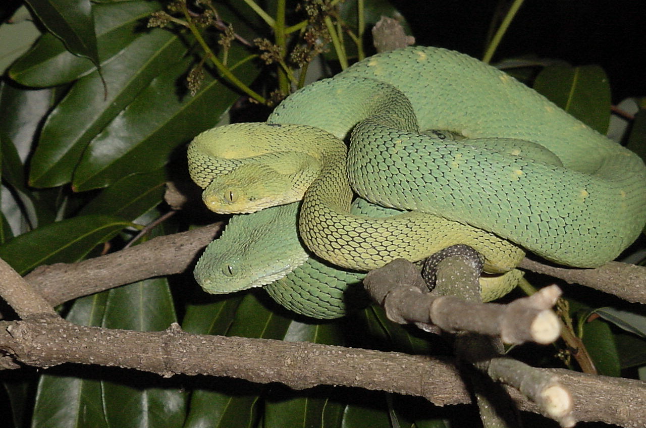 West  Afr. Bush Vipers