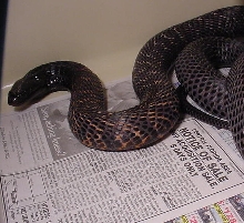 West  Afr. Spitting Cobra