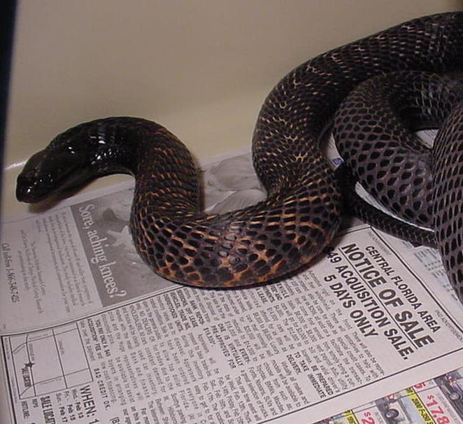 West  Afr. Spitting Cobra