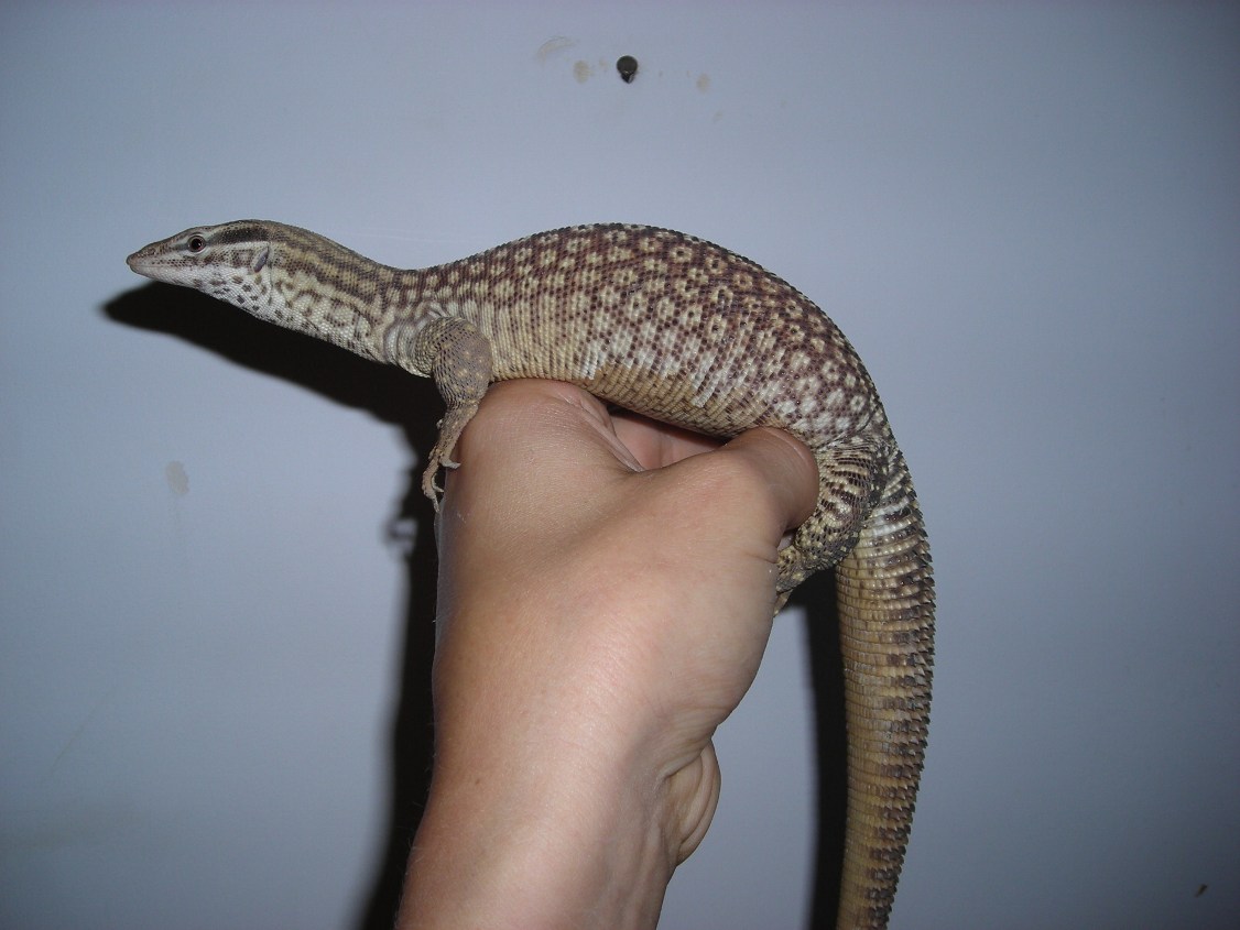 Ovulating yellow ackie 1