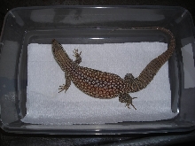 Ovulating yellow ackie 2