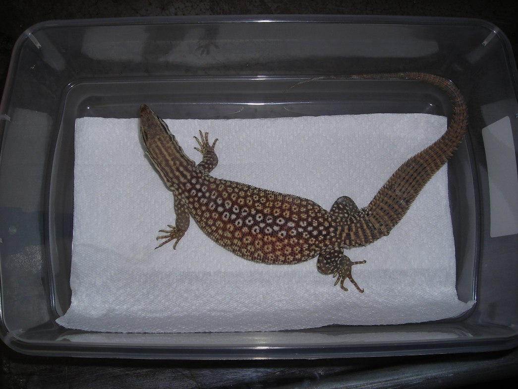 Ovulating yellow ackie 2