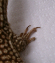 ackie nail
