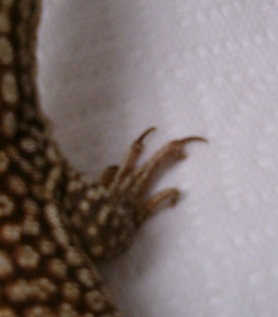 ackie nail