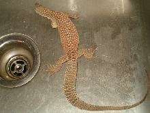 Ackie 4