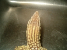 Ackie 9
