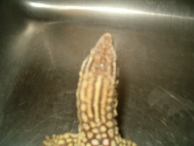 Ackie 9