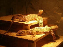 Ackies 1