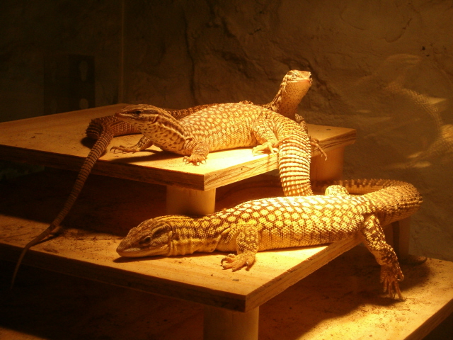 Ackies 1