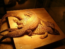 Ackies 2