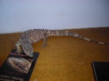 Black Throat- 4 months old