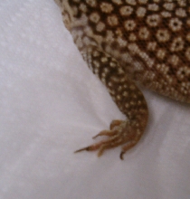 ackie nail