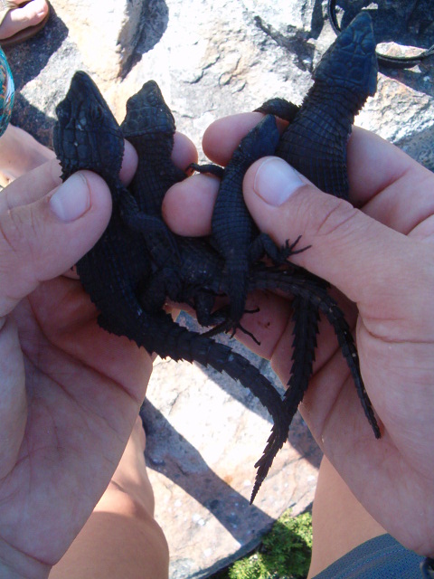 Cordylids
