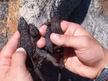 Cordylids 2