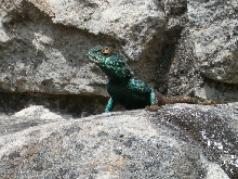 Agama