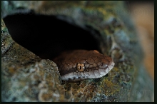 Lizette (Antaresia Stimsoni)