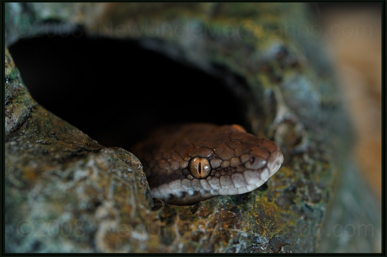 Lizette (Antaresia Stimsoni)