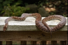 Lizette (Antaresia Stimsoni)