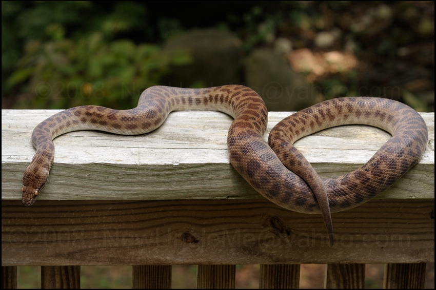 Lizette (Antaresia Stimsoni)