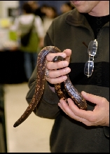 Calabar python: Charina reinhardtii @ Ga. Reptile Expo (2007)