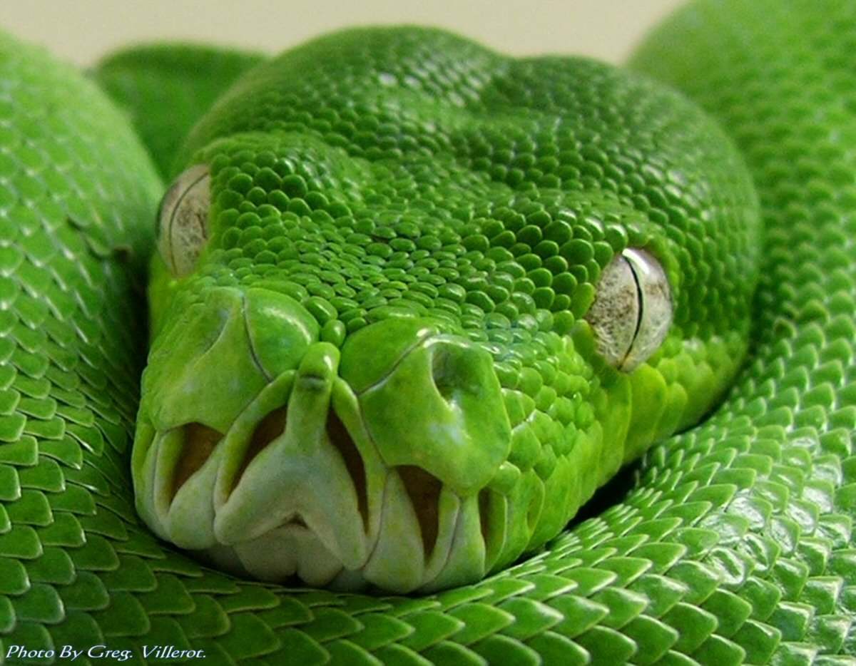 My Aru Type GTP