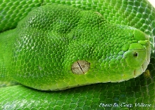 My Aru Type GTP 2