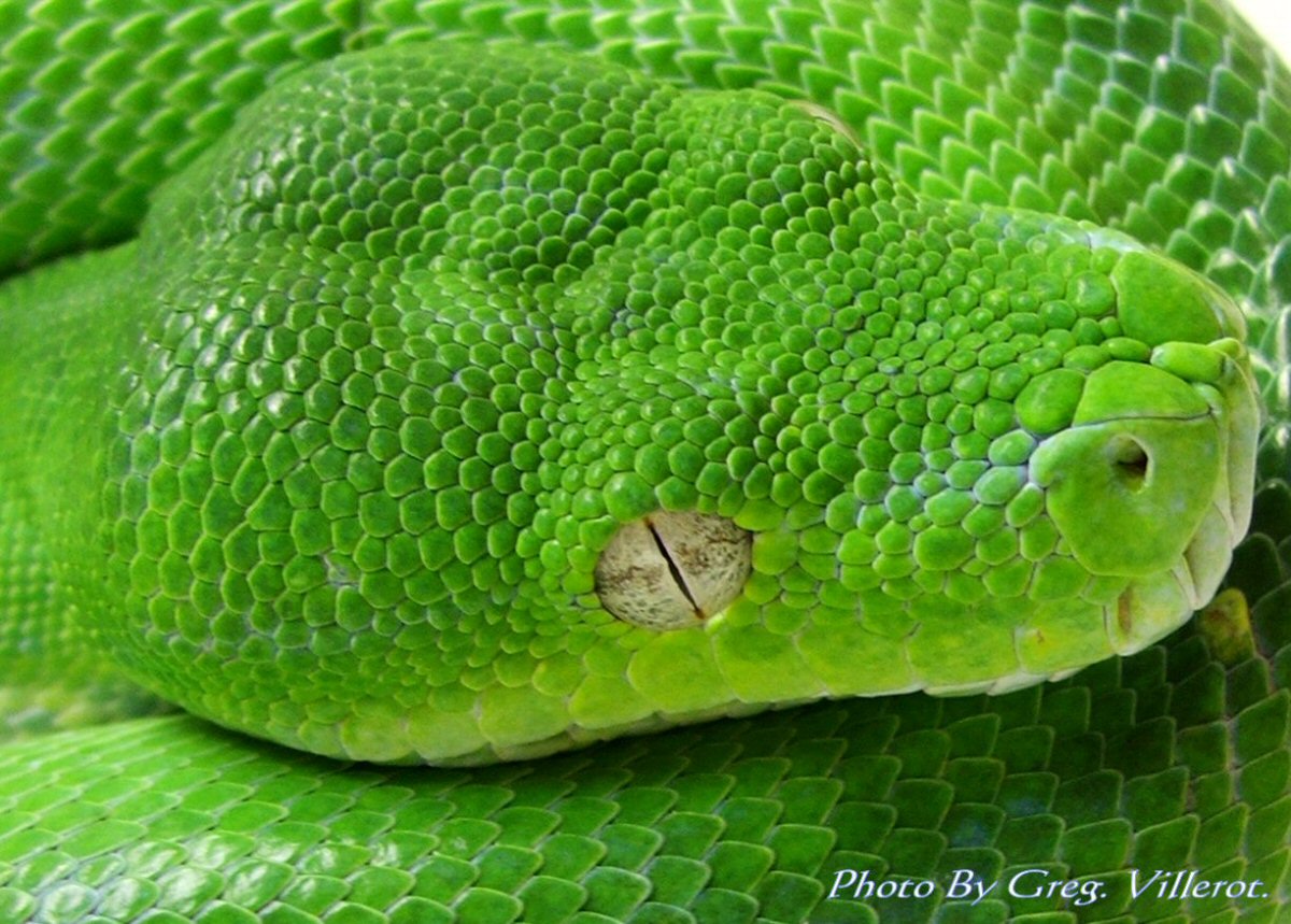 My Aru Type GTP 2
