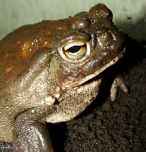 Colorado River Toad - Bufo Alvarius