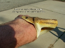 Johns yellow rat snake giving me a kiss.