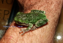 Lake Odessa, Mi  Local Green Tree Frog