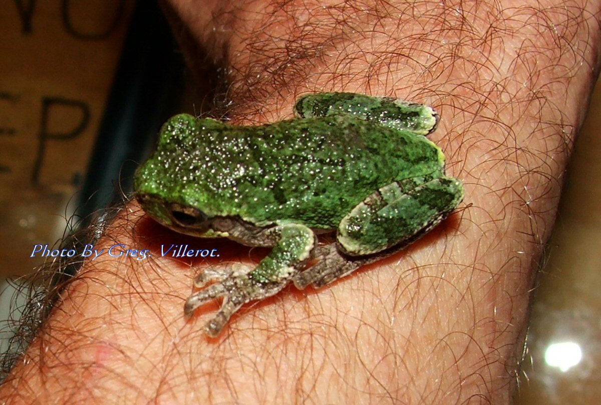 Lake Odessa, Mi  Local Green Tree Frog