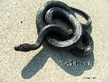 My w-c Black rat snake 05-11-2007