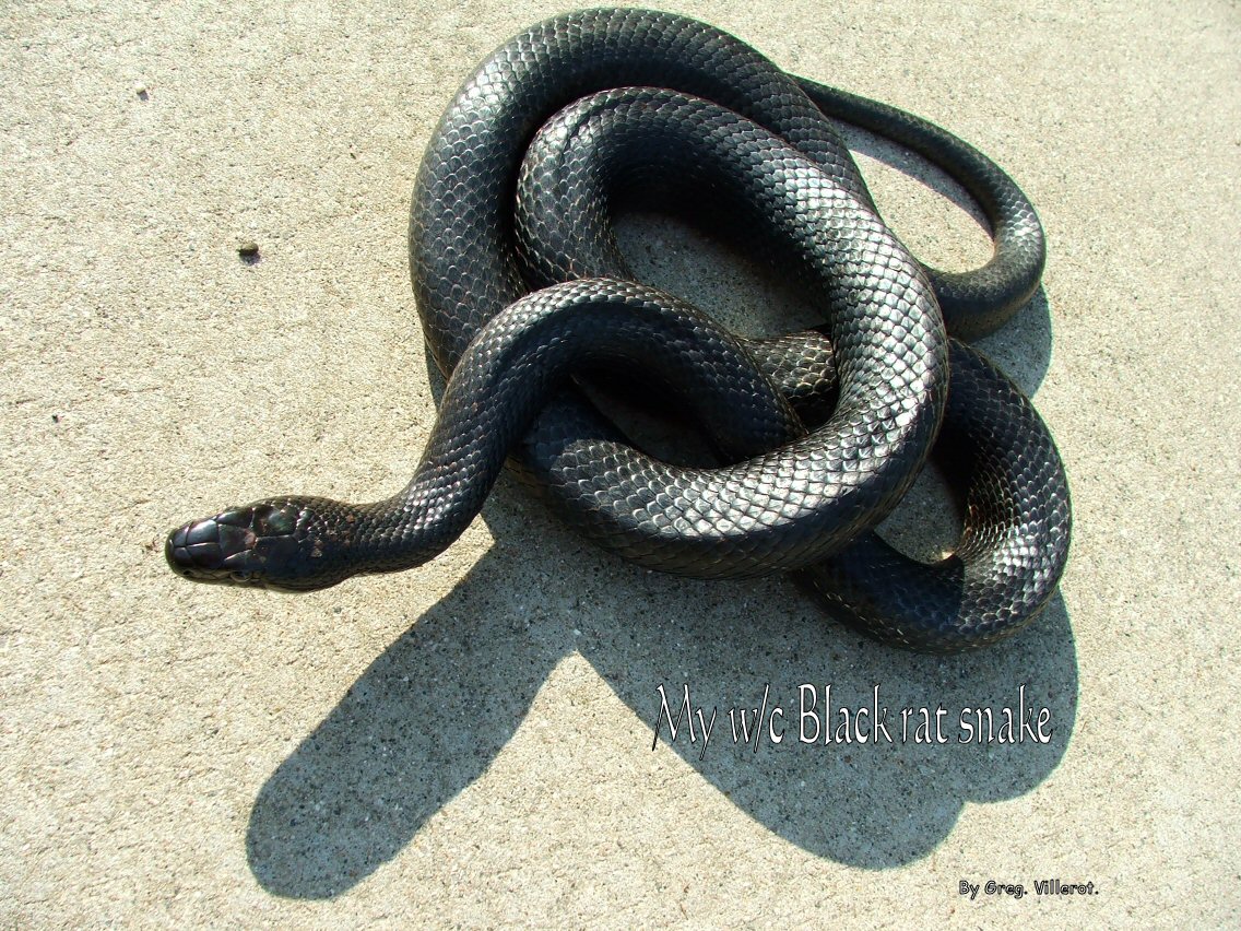 My w-c Black rat snake 05-11-2007