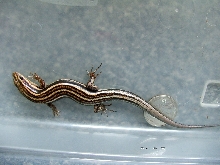 W.C Eastern 5 Lined Skink ( W. Mich )