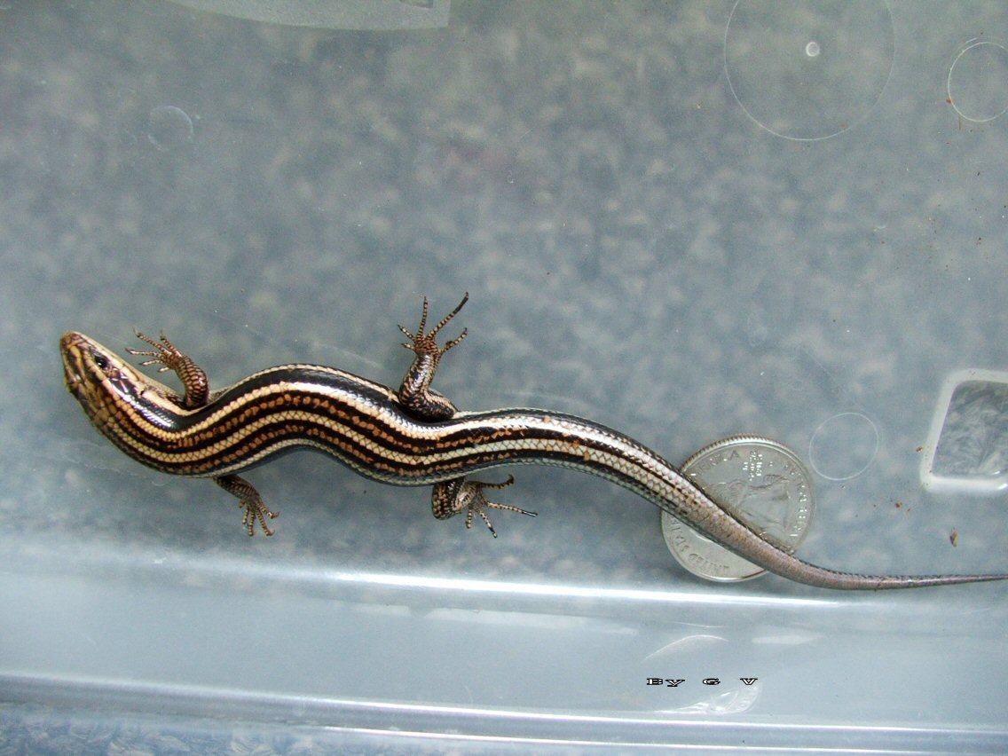 W.C Eastern 5 Lined Skink ( W. Mich )